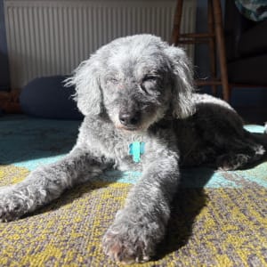 Picture of Leroy