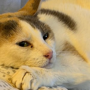 Picture of Cleo