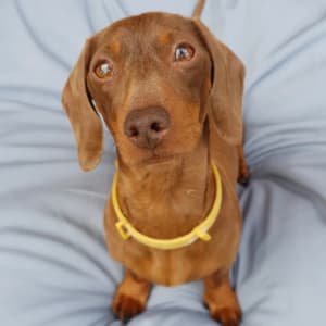 Picture of Stella