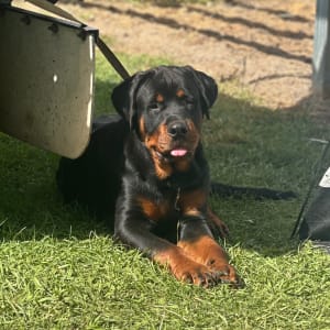 Picture of Rig
