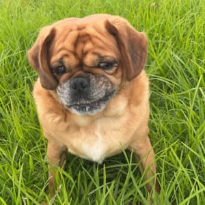 Picture of Ollie