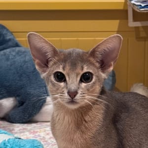 Picture of Chanel