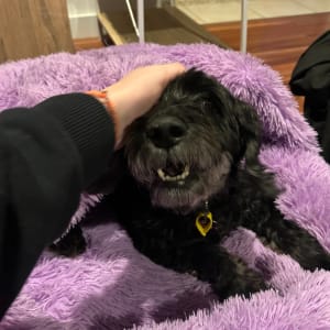 Picture of Maggie