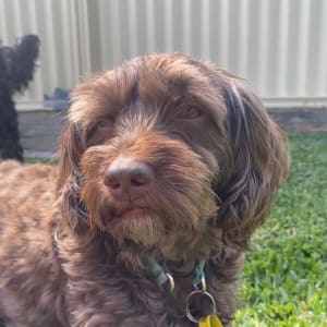 Picture of Daisy