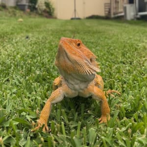 Picture of Lucifer