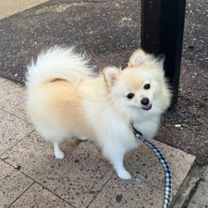 Picture of Pixie
