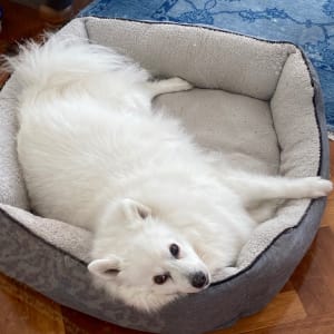 Picture of Teddy