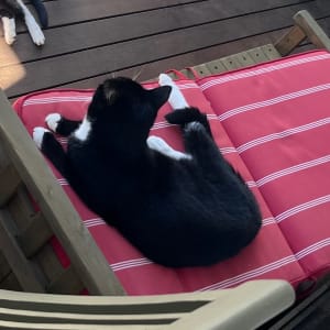 Picture of Maple