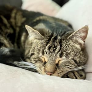 Picture of Tiger