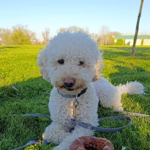 Picture of Leiva