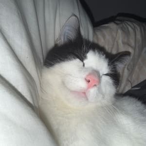 Picture of Dala
