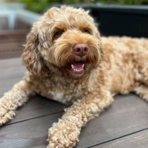 Picture of Koji