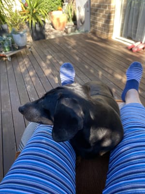 Picture of Little Tommy Tucker