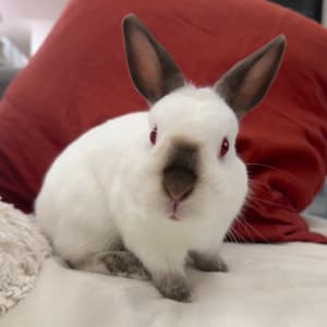 Picture of Mochi