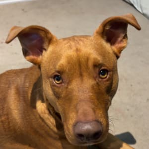 Picture of Winky