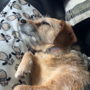 Picture of Jazzy