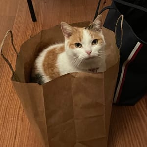 Picture of Bella