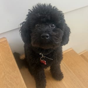 Picture of Eddie