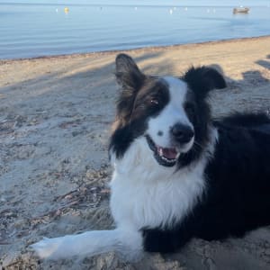 Picture of Tilly
