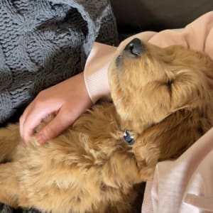 Picture of Ralph