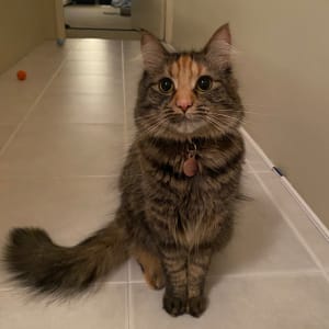 Picture of Maple