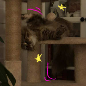 Picture of wanda