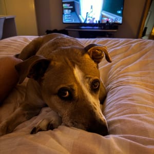 Picture of Sidney