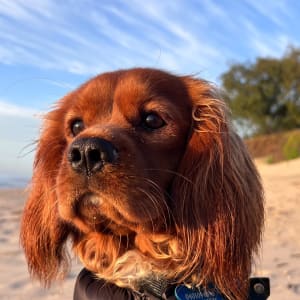 Picture of Lenny