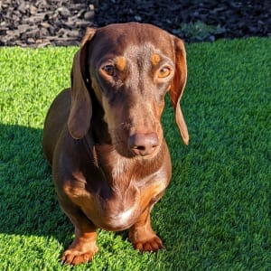 Picture of Yogie
