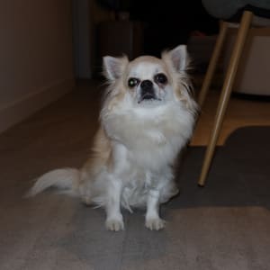 Picture of Louis