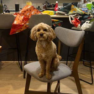 Picture of Archie