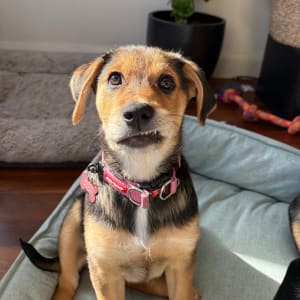 Picture of Lola