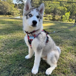Picture of Koda