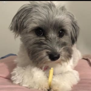 Picture of Oreo