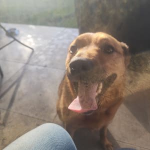 Picture of Misty