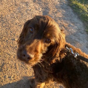 Picture of Daphne