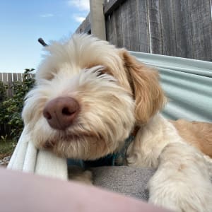 Picture of Jessie