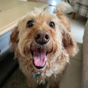 Picture of Bailey