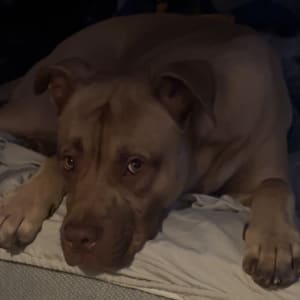 Picture of Draco