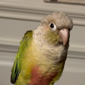Picture of Pinat