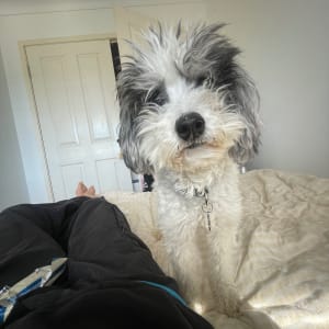 Picture of Lola