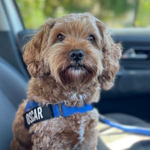Picture of Oscar