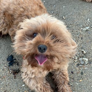 Picture of Archie