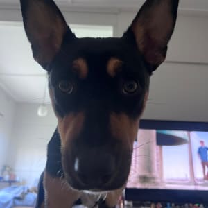 Picture of Bindi boo