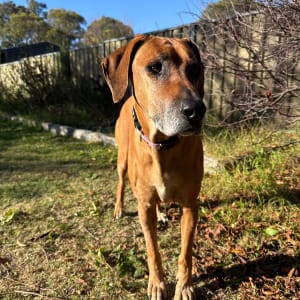 Picture of Nala