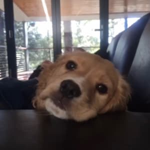 Picture of Latte