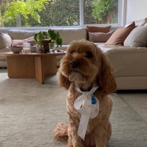 Picture of Holly
