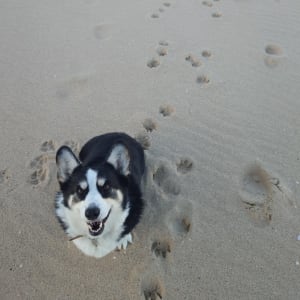 Picture of Cookie