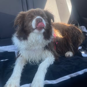 Picture of Maggie