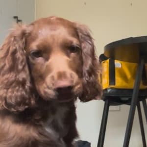 Picture of Wags